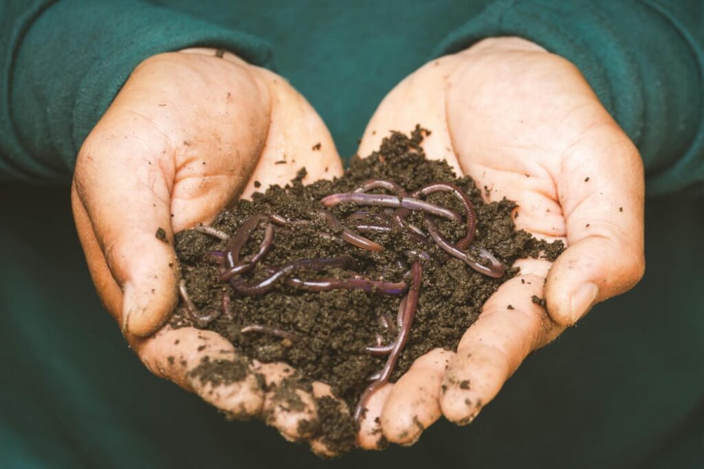vermicompost